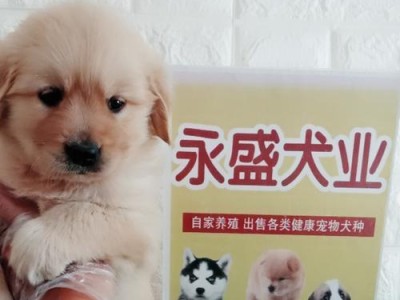 揭秘狗血统证书——了解CN的含义（从血统证明到宠物保健，CN一网打尽）