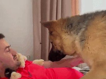 德牧怀孕注意事项（德牧怀孕的必备知识与护理，保障母犬与宝宝的健康）