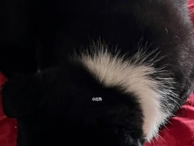 如何养护平毛寻回犬？（从饲养、训练到健康，让您的犬犬快乐健康成长！）