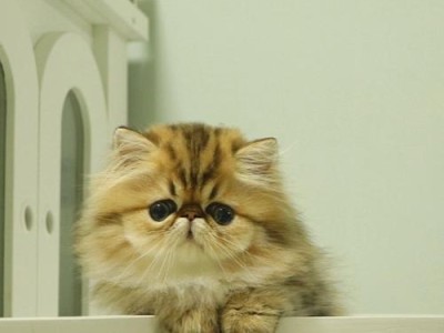 金吉拉猫（探索金吉拉猫市场的奢华和挑战）