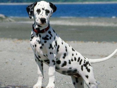 如何正确饲养法国指示猎犬（让你的犬只更健康、听话、快乐）