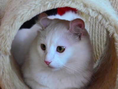 猫咪瞳孔白色絮状物怎么办（解析猫咪瞳孔白色絮状物成因和治疗方法）