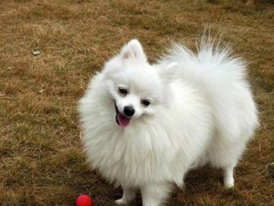 博美何时长成大狗？（博美幼犬和成年犬的区别及关键成长阶段探究）