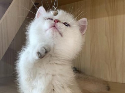 便宜又易养的几种猫（经济实惠又容易照料的猫咪，让你爱上养宠物的乐趣）
