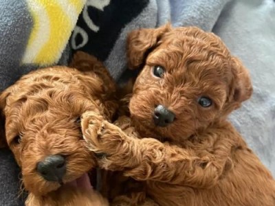 纯种泰迪犬价格揭秘（泰迪犬的价格贵吗？一探花费及养护之道）