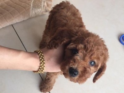 两个月大的泰迪狗狗能否洗澡？（如何正确给幼犬洗澡？-宠物护理小贴士）