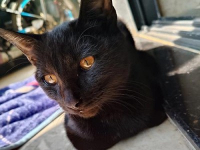 黑猫宠物养护指南