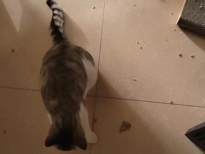 猫咪为什么乱拉屎？（探讨猫咪乱拉屎的原因与解决方法）