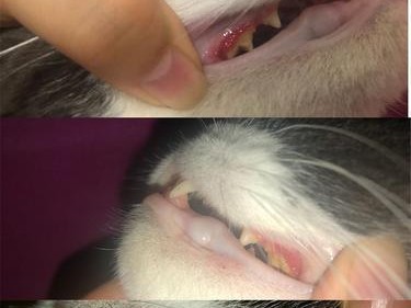 宠物猫咪牙龈发炎怎么办（治疗猫咪牙龈发炎的方法及预防措施）