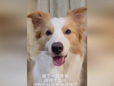边牧狗狗的日常狗粮需求量（了解边牧狗狗的饮食需求，保持其健康成长）