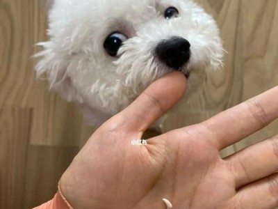 《狗狗换牙顺序图解》（详解宠物狗狗换牙的时间、顺序和注意事项）