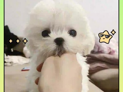 马尔济斯包毛（以马尔济斯的小说为基础，探讨社会底层群体的命运和反抗意义）