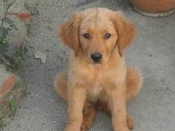 金毛犬的标准体重及其保持健康的原因（探讨金毛犬为什么长不胖以及如何维持其标准体重）