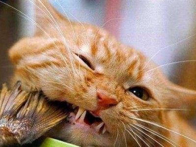 小猫不吃东西怎么办？教你如何解决！（以宠物为主，掌握喂养小技巧）