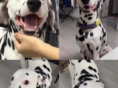 以斑点犬什么都吃吗？（揭秘斑点犬的饮食习惯及注意事项）