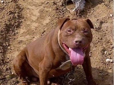 比特犬价格行情及选购方法（以会打架的比特犬的价格是多少？如何选择合适的比特犬？）
