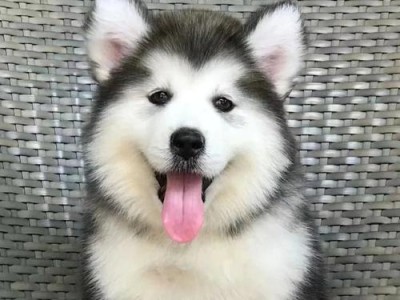 养育阿拉斯加幼犬（探索阿拉斯加幼犬的饮食需求与健康成长）