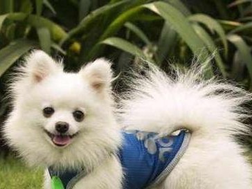 博美犬的价格及市场趋势剖析（了解博美犬的市场价格，做出明智的购买决策）