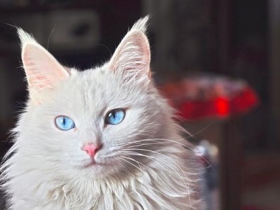 山东狮子猫的饲养方法（关注饮食、健康与环境，做一只负责任的主人）