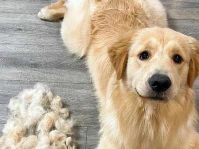 金毛犬的缺点及如何应对（揭秘金毛犬的不足以及解决方案）