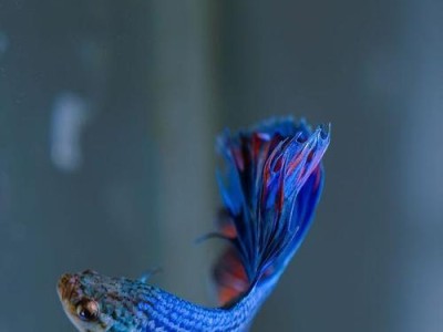 生活在温暖海洋中的冷水鱼（揭秘不需要水温的神奇生物）