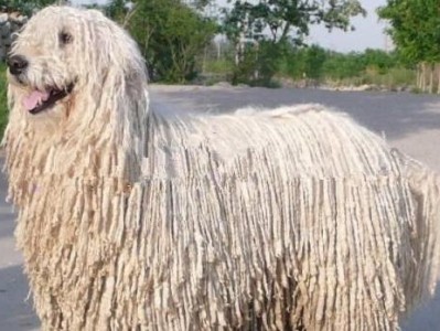 如何给可蒙犬喂药（高招教你轻松解决难题/口感与效果两不误，药物吃完不是梦）