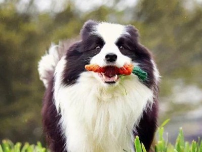 春季宠物养护指南（关注狗狗的健康和快乐生活）