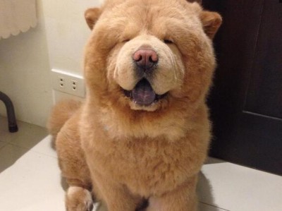 以松狮犬的最佳狗粮选择（为了优化消化，以松狮犬最好吃什么样的狗粮？）