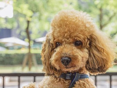 以养狗首选这7种狗，价格便宜又漂亮！（超值美丽的7种适合初次养狗人士的狗狗推荐）