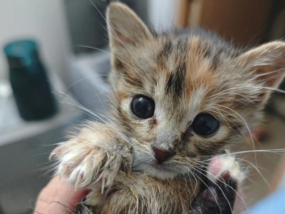 猫咪拉稀（探究猫咪拉稀的原因、预防和治疗方法）