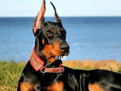 如何鉴定杜宾犬的纯种性（挑选杜宾犬的五种方法）