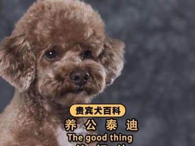养好“泰迪”，记住这4个饮食禁忌（让你的泰迪宠物健康成长，远离饮食错误）