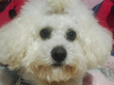 养狗不丢的秘诀（如何选择不易丢失的狗种）
