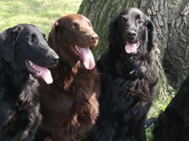 如何饲养卷毛寻回猎犬（全面了解卷毛寻回猎犬饲养方法，让你的宠物健康快乐成长）