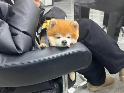 养博美小狗需要注意什么？（打造健康快乐的宠物生活）