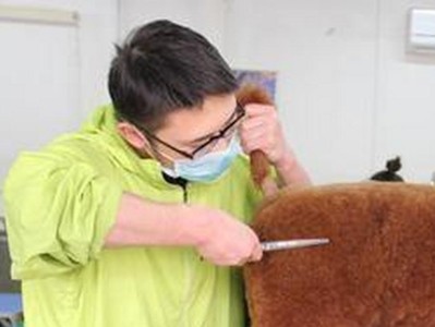 贵宾的健康饲养方法（让你的贵宾越来越健康）