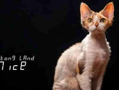 猫毛掉胎毛的周期及原因（揭秘猫咪掉胎毛的奥秘——探讨胎毛脱落的周期和可能原因）