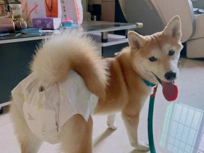 宠物狗第一次来月经，代表什么？（了解宠物狗生理周期，科学养育爱宠）