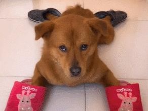 为什么狗狗会喜欢臭鞋？（探究狗狗喜欢臭鞋的原因与心理，从宠物视角看待这一现象）