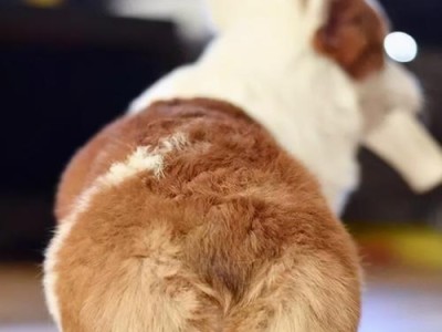 如何让你的柯基犬不再偏食？（掌握这些技巧，让你的宠物健康成长）
