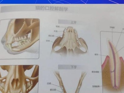 猫咪牙齿生长周期及换牙过程（了解猫咪换牙的时间表和注意事项）
