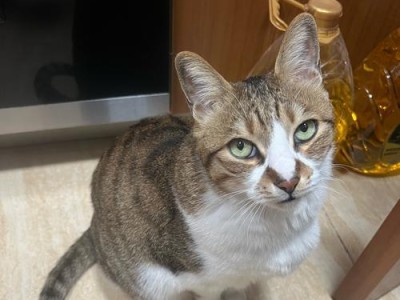 猫咪的恐惧世界（揭秘猫咪内心深处的恐惧源）