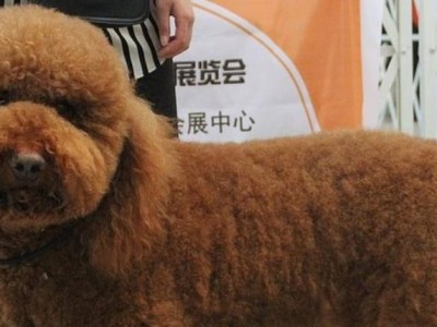 如何防止巨型贵宾犬毛发变黄？（从日常护理到饮食习惯，一步步教你打造白皙亮丽的贵宾犬！）