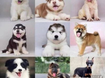 普通金毛犬的合理价格（了解普通金毛的市场行情，避免买贵）