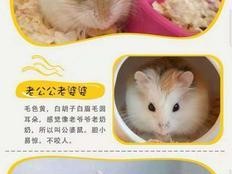 仓鼠宝宝的饮食需求（探索适合仓鼠宝宝的奶类选择，帮助它们健康成长）