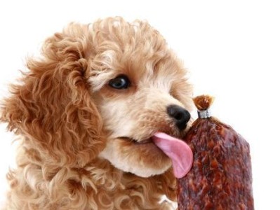 贵宾狗的养护全方位指南（以美容、食物特点为切入口，打造健康幸福的宠物生活）