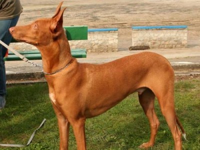 2022年最受欢迎的13种昂贵犬种（揭秘犬界豪华品种，让你的心碎与心动）