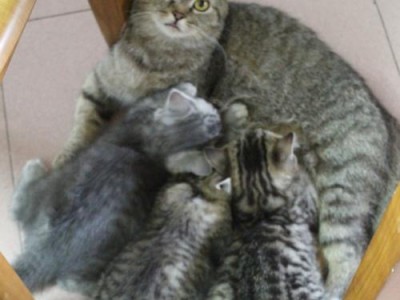 小猫断奶后大猫乳房胀怎么办？（宠物猫的乳腺问题，解决方法和预防知识。）
