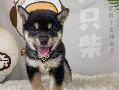 柴犬价格及其影响因素（了解不同价格的柴犬品种及其特点）