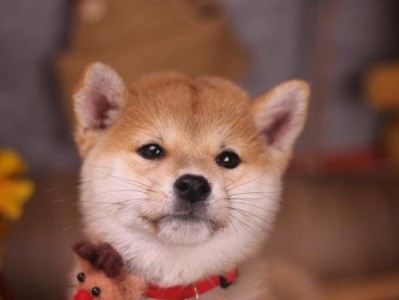 急救！我的柴犬不小心吃了巧克力！（宠物误食巧克力，该如何处理？）